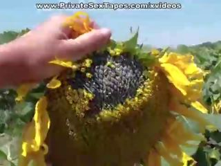 Ekte lidenskap av tenårings par i den felt av sunflowers